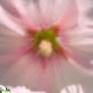 Meet your Posher, Molly